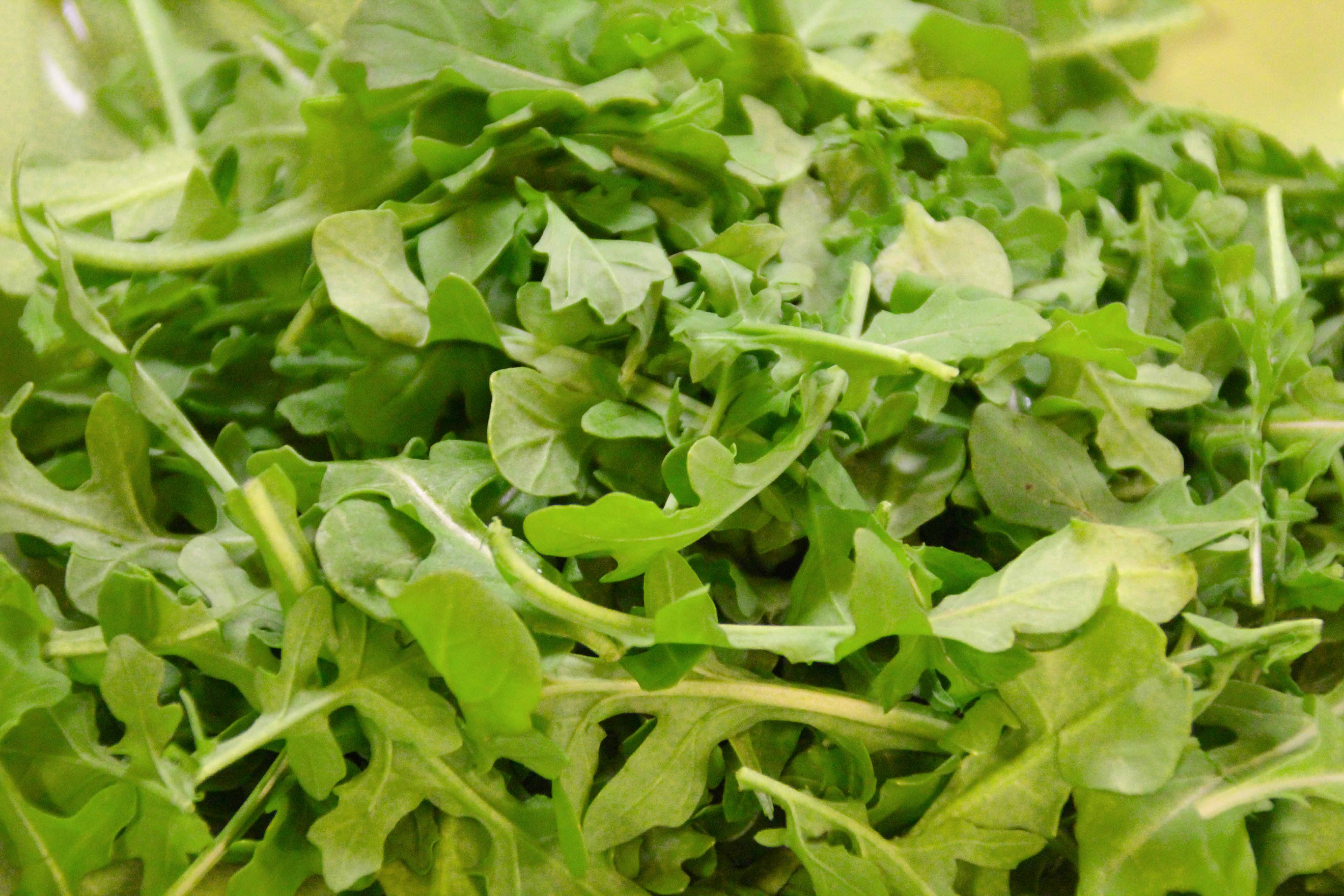 Arugula