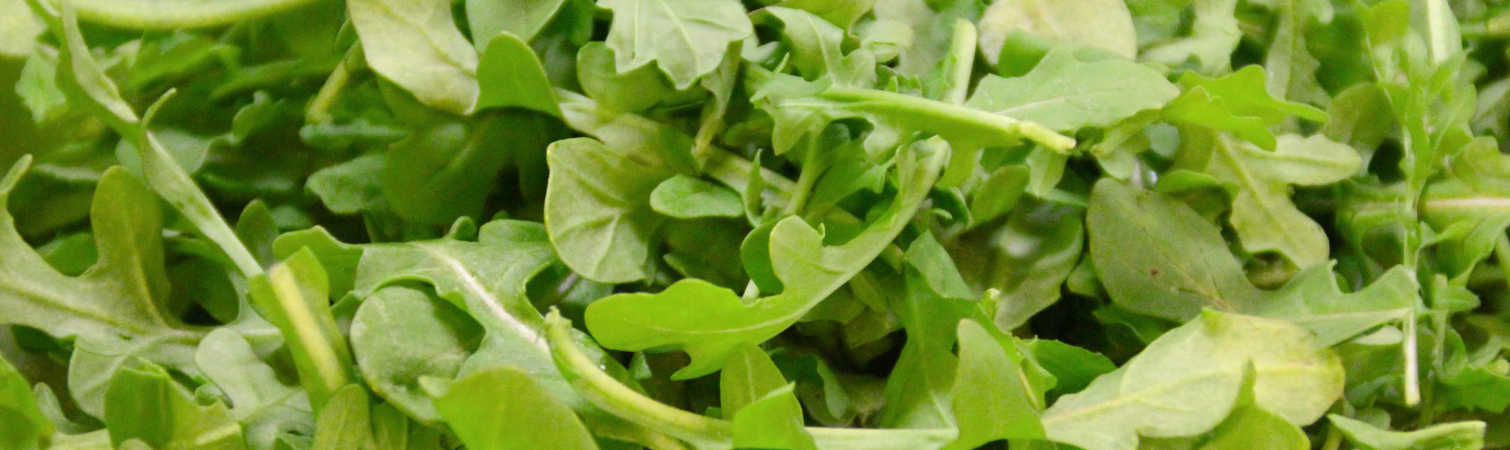 Arugula