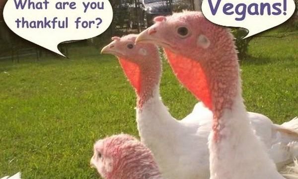Vegan Thanksgiving Cartoon