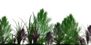 Plants-for-Hormone-Balance