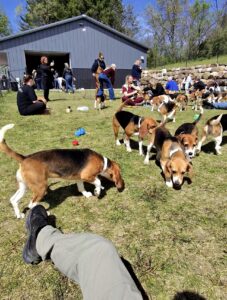 rescued Ridglan Farms beagles