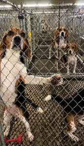 beagles inside Ridglan Farms